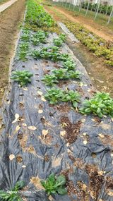 팜모닝 3월 내 작물 자랑하기·참여글 게시글 이미지