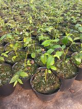 팜모닝 자유주제·자유게시판 게시글 이미지