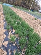 팜모닝 자유주제·자유게시판 게시글 이미지