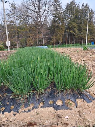 윤문옥님의 자유주제 · 자유게시판 작성글 사진