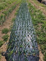 팜모닝 자유주제·자유게시판 게시글 이미지