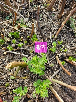 사랑녀님의 자유주제 · 자유게시판 작성글 사진