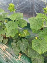 팜모닝 오이·병해충상담 게시글 이미지