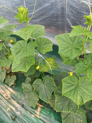 노인섭님의 오이 · 병해충상담 작성글 사진