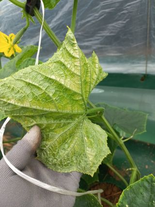 노인섭님의 오이 · 병해충상담 작성글 사진