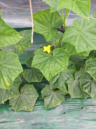 노인섭님의 오이 · 병해충상담 작성글 사진