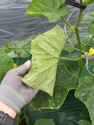 노인섭님의 오이 · 병해충상담 작성글 사진