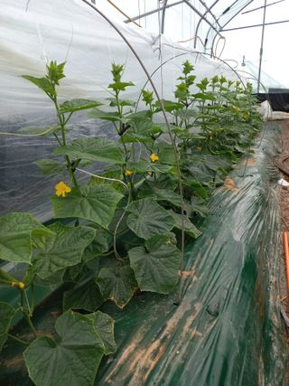 노인섭님의 오이 · 병해충상담 작성글 사진