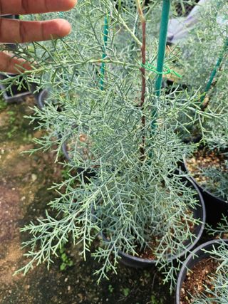 뿌리묘목농원님의 작성글 사진