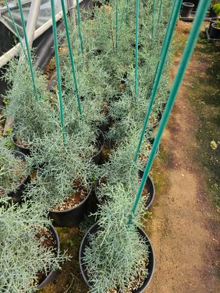 뿌리묘목농원님의 작성글 사진