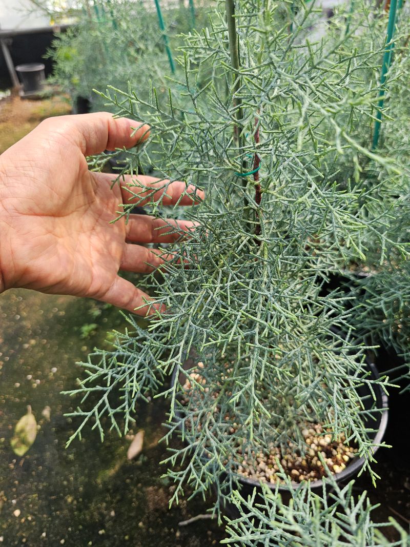 뿌리묘목농원님의 장터 판매 상품 [블루아이스 삽목묘목  1.2미터 전후] 첨부 사진