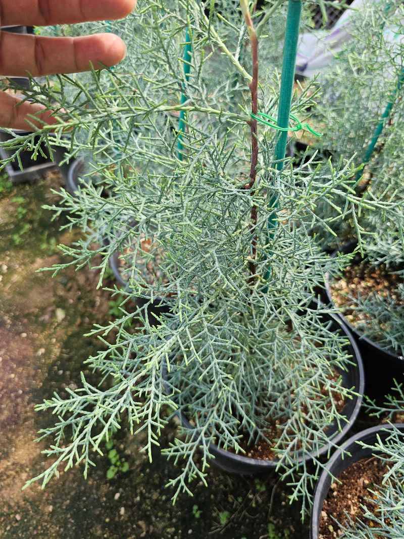 장터 상품 [블루아이스 삽목묘목  1.2미터 전후] 썸네일