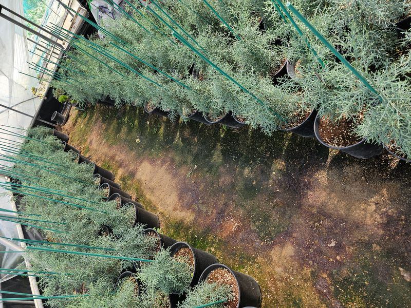 뿌리묘목농원님의 장터 판매 상품 [블루아이스 삽목묘목  1.2미터 전후] 첨부 사진