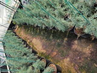 뿌리묘목농원님의 작성글 사진