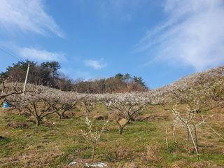 다온아띠농원 장현호님의 자유주제 · 자유게시판 작성글 사진