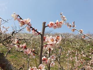 다온아띠농원 장현호님의 자유주제 · 자유게시판 작성글 사진