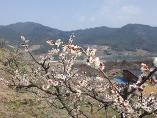 다온아띠농원 장현호님의 자유주제 · 자유게시판 작성글 사진
