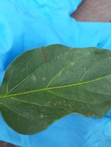 팜모닝 고추·병해충상담 게시글 이미지