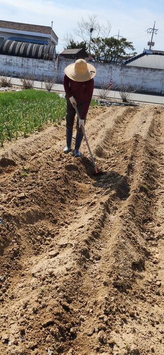 강병택님의 감자 · 영농일지 작성글 사진