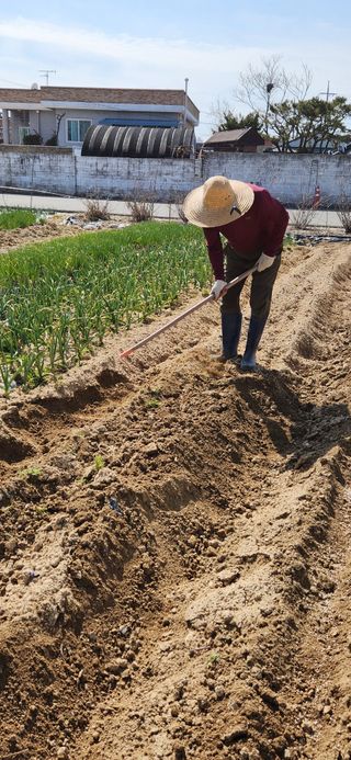 강병택님의 감자 · 영농일지 작성글 사진