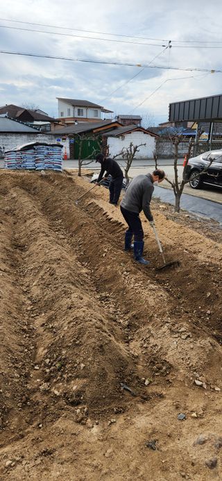 강병택님의 감자 · 영농일지 작성글 사진