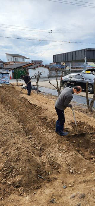 강병택님의 감자 · 영농일지 작성글 사진