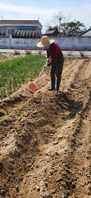 강병택님의 감자 · 영농일지 작성글 사진