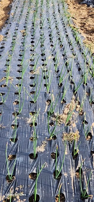 28 268 HQ님의 3월 내 작물 자랑하기 · 참여글 작성글 사진