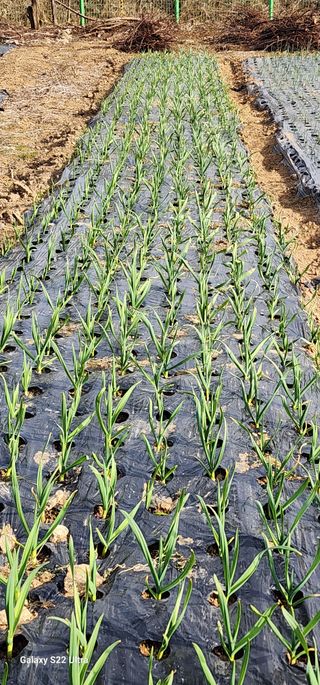 28 268 HQ님의 3월 내 작물 자랑하기 · 참여글 작성글 사진