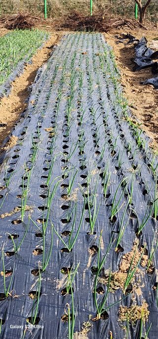 28 268 HQ님의 3월 내 작물 자랑하기 · 참여글 작성글 사진