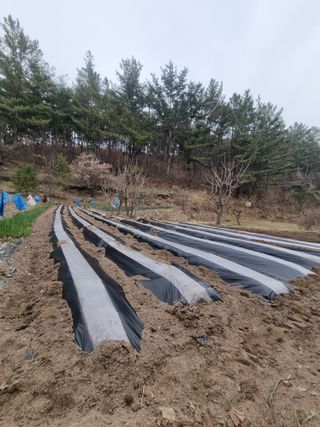 영자님의 마늘 · 영농일지 작성글 사진