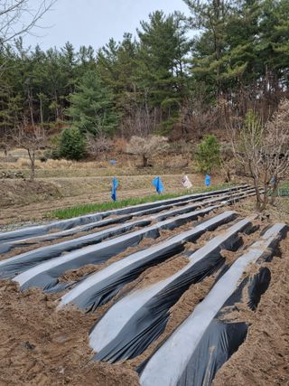 영자님의 감자 · 영농일지 작성글 사진