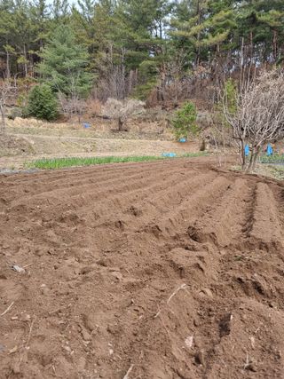 영자님의 감자 · 영농일지 작성글 사진