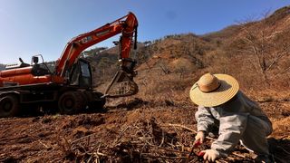 치유숲모이라양재순님의 두릅 · 영농일지 작성글 사진