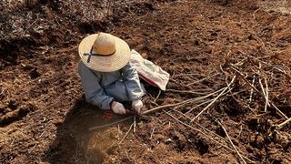 치유숲모이라양재순님의 두릅 · 영농일지 작성글 사진