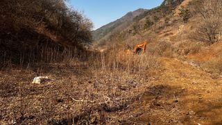 치유숲모이라양재순님의 두릅 · 영농일지 작성글 사진