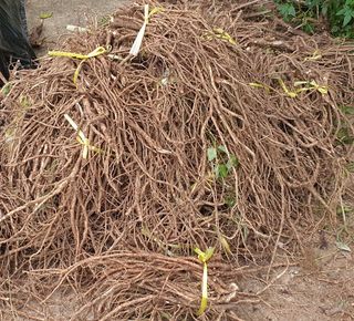 치유숲모이라양재순님의 두릅 · 영농일지 작성글 사진