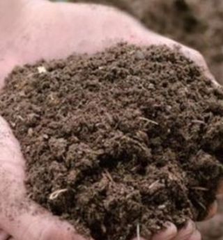 대산농사대장님의 감자 · 자유게시판 작성글 사진