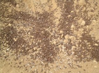 대산농사대장님의 감자 · 자유게시판 작성글 사진