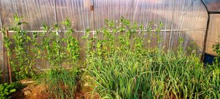 김재천님의 3월 내 작물 자랑하기 · 참여글 작성글 사진