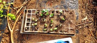 김재천님의 3월 내 작물 자랑하기 · 참여글 작성글 사진