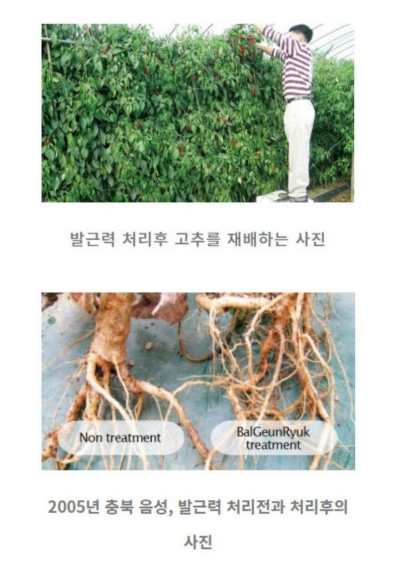 대산농사대장님의 장터 판매 상품 [발근력2L] 첨부 사진