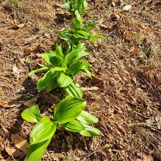 훈&팜님의 3월 내 작물 자랑하기 · 참여글 작성글 사진