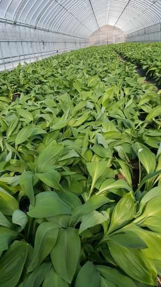 홍천산채농원님의 작성글 사진