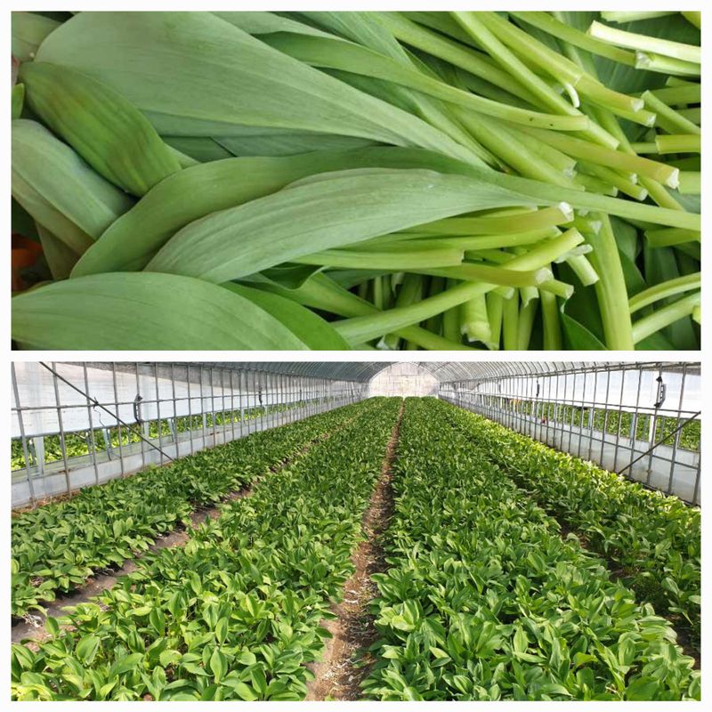 홍천산채농원님의 장터 판매 상품 [잎명이(고랭지 비가림하우스잎명이)] 첨부 사진