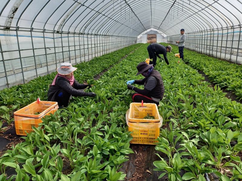 홍천산채농원님의 장터 판매 상품 [잎명이(고랭지 비가림하우스잎명이)] 첨부 사진