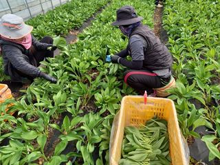 홍천산채농원님의 작성글 사진
