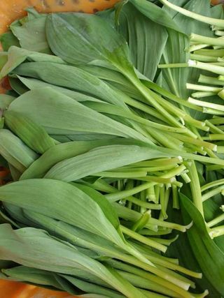 홍천산채농원님의 작성글 사진