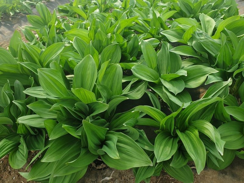 홍천산채농원님의 장터 판매 상품 [잎명이(고랭지 비가림하우스잎명이)] 첨부 사진