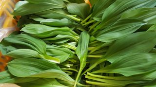 홍천산채농원님의 작성글 사진